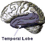 Image: Human Brain